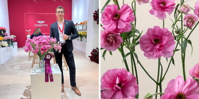 Plan Your Marketing Sahara Sensation