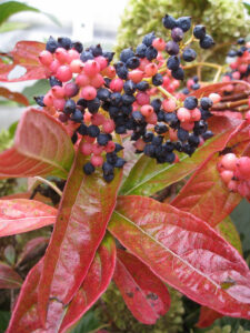 2024 ASCFG Woody CFY Viburnum Brandywine